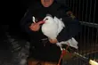 Po ul. Lipowej błąkał się przemarznięty bocian