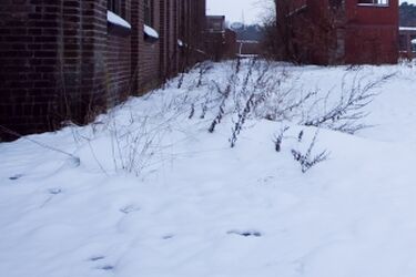 Podlaskie: Minionej doby zamarzły cztery osoby