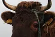 700-kilogramowy byk zaatakował samochód