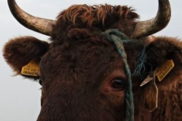 700-kilogramowy byk zaatakował samochód