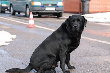 Psy celników odkryły w dwóch autokarach tytoniową kontrabandę