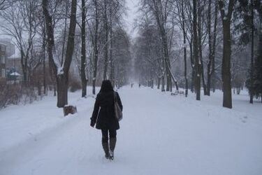Śnieżyca na Podlasiu
