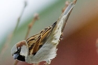 Zimowe Ptakoliczenie. Zostań przewodnikiem wycieczki