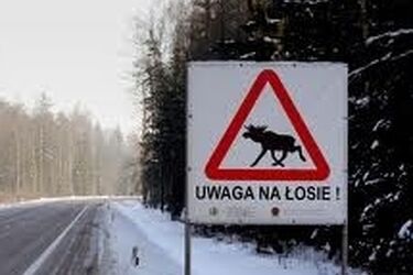 Łoś wpadł pod koła audi