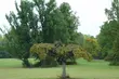 Rewaloryzacja założenia pałacowo-parkowego w Białowieży. Zaproszenie na seminarium