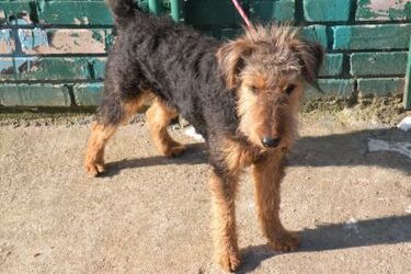 Weź psa ze schroniska i wygraj nagrody