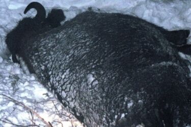 Samochód zderzył sie z kilkusetkilogramowym żubrem