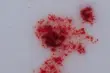 Zatrzymano 5 osób mogących mieć związek z zabójstwem na os. Pieczurki