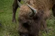 Puszcza Białowieska. Policzono żubry
