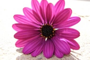 Radni wręczą dziś białostoczankom kwiaty 