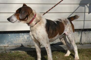 Weź psa ze schroniska i wygraj weekendowy wyjazd czy bal sylwestrowy 