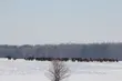Policzono żubry w Puszczy Knyszyńskiej