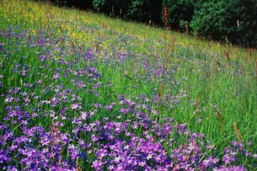 Chabry, łąki i salamandry. Przyroda Magurskiego Parku Narodowego na fotografiach 
