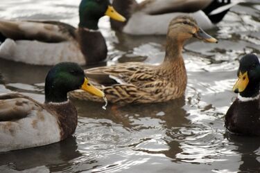 Wiosenne "podglądanie" ptaków