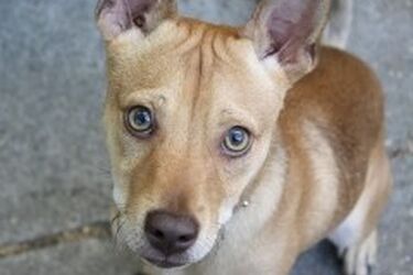 Białostoczanie wciąż nie sprzątają po swoich psach