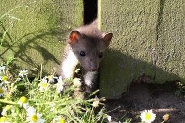 Białystok: strażnicy pomogli rannej kunie