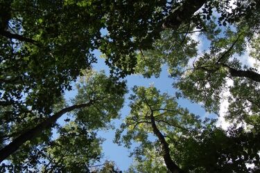 Więźniowie sadzili las