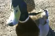 Kacza rodzina zgubiła się w centrum Białegostoku [wideo]