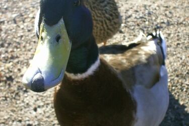 Kacza rodzina zgubiła się w centrum Białegostoku [wideo]