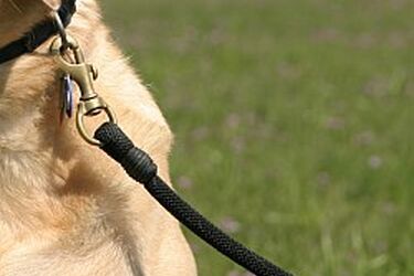 Dwóch chłopców uratowało porzuconego psa