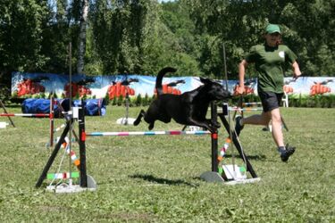Miasto Przyjaciół - zawody agility. Święto psów sportowych