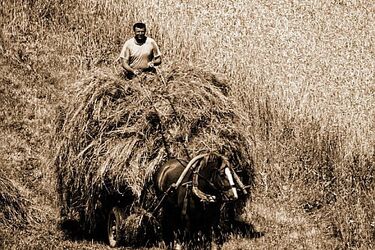 Ratusz wystawił fotografie Wiktora Wołkowa