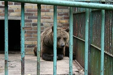 Niedźwiedź w Akcencie ZOO będzie miał nowy wybieg