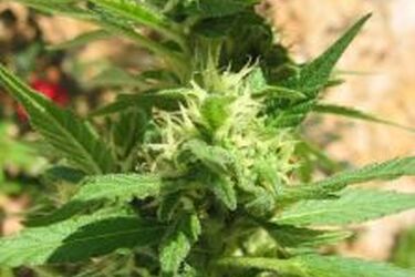 Grajewo. Zatrzymano nastolatka z dużą ilością marihuany