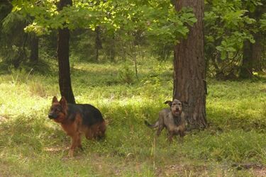 Turyści porzucają w lasach swoje psy
