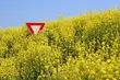 Ustawa o nasiennictwie. Przeciwnicy GMO walczą o weto prezydenta