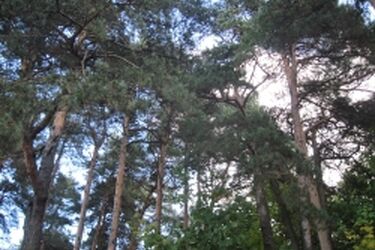 Białystok narusza przepisy dotyczące nadzoru nad lasami prywatnymi