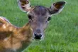 Będzie Azyl Zwierzęcy zamiast Akcentu ZOO