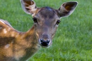 Będzie Azyl Zwierzęcy zamiast Akcentu ZOO