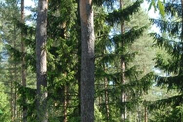 Puszcza Knyszyńska ma interaktywną mapę