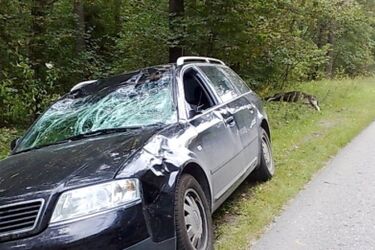 Kolizja z udziałem łosia pod Białymstokiem