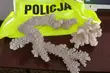 Białostoczanin chciał sprzedać koralowce - grozi mu 5 lat więzienia