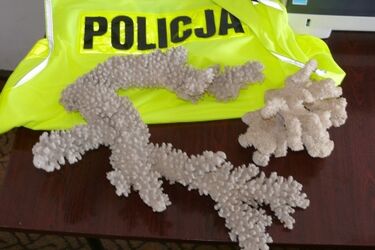 Białostoczanin chciał sprzedać koralowce - grozi mu 5 lat więzienia