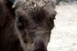 W Akcencie ZOO powstanie nowy wybieg dla żubrów