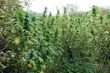 Zlikwidowano gigantyczną plantację konopii indyjskich