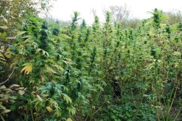 Zlikwidowano gigantyczną plantację konopii indyjskich