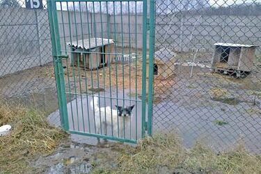 NIK: białostockie schronisko przepełnione i w złym stanie technicznym