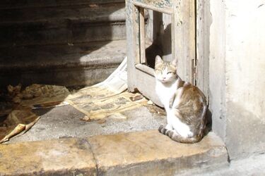 Radni zaapelowali do mieszkańców ws. bezdomnych zwierząt