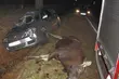 Auto potrąciło łosia. Kierująca trafiła do szpitala