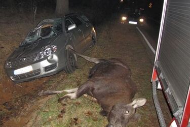 Auto potrąciło łosia. Kierująca trafiła do szpitala