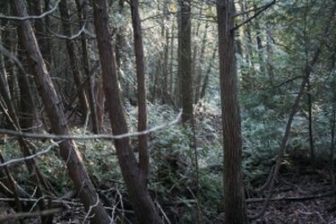 Odnaleziono starszego mężczyznę, który błąkał się po lesie