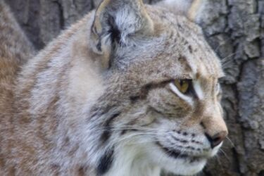 Podlaskie epizody. "Saga prastarej puszczy" i spotkanie z Bożeną i Janem Walencikami