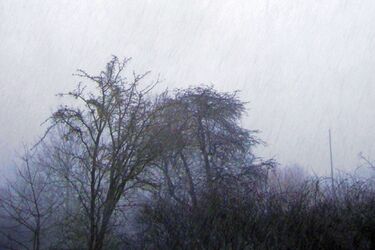 Straty spowodowane wichurami oszacowano na 342 tys. zł.