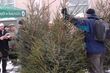 Sprzedawane w Białymstoku choinki pochodzą z legalnych źródeł