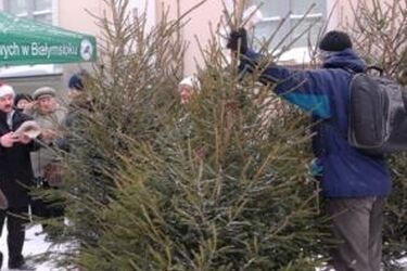 Sprzedawane w Białymstoku choinki pochodzą z legalnych źródeł