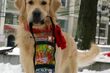 Wielka Orkiestra Świątecznej Pomocy. Kolejna kwesta z udziałem psów rasy Golden Retriever